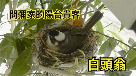 白頭翁築巢風水|蔡元澤／看白頭翁在露台築巢育子 